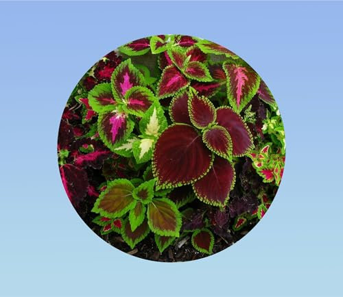 300 graines coleus - vivace - plantes coloris mixtes - banzai