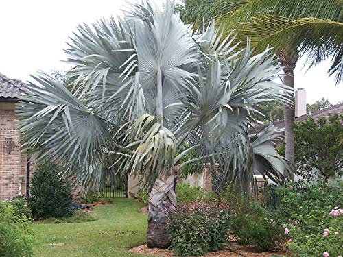 10 Semi Bismark Palm Bismarckia Nobilis Palms Molto d'argento !!