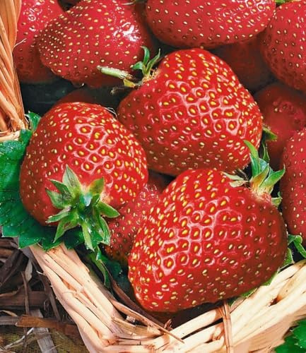 BALDUR Garten 8x Immertragende Erdbeere 'Seascape®, Pflanzen im 5-6 cm-Topf | Fragaria Erdbeerpflanzen winterhart, pflegeleicht, Fragaria x ananassa, fruchtet auch bei großer Sommerhitze