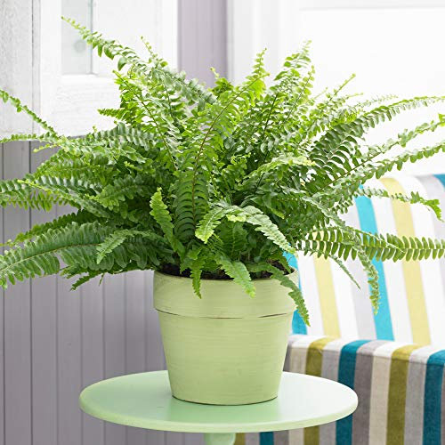 Nephrolepis Boston Fern | Home Office Plant Gift for Sale | (25-35cm Incl. Pot)