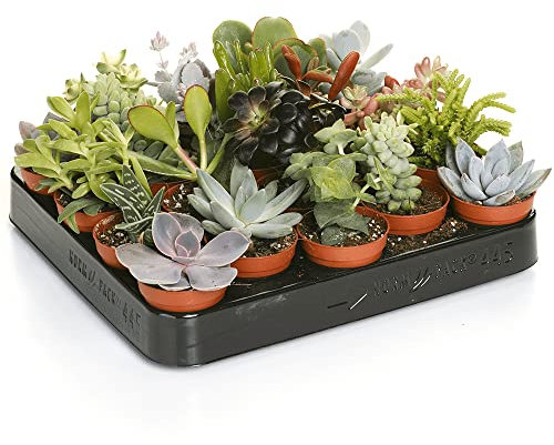 Carbeth Plants Indoor Succulent Plants Mix - 10 Small Units in 5.5cm Pots - Real Succulent Plant Live Indoor Gifts & Office Decor - Small Plant Pots