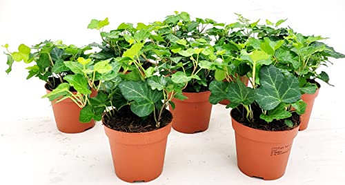 POWERS TO FLOWERS - EDERA VERDE, 50 PIANTE, VASO 9CM DIAMETRO, piante vere