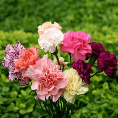 100pcs of Carnations Flower Seeds