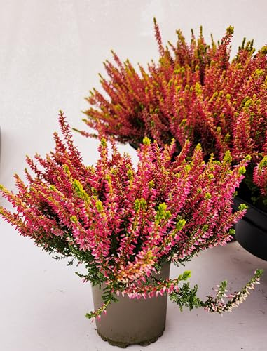POWERS TO FLOWERS - ERICA CALLUNA, ERICA GOLDEN ANGIE, VASO 11 CM DIAMETRO, 2 PIANTE, piante vere