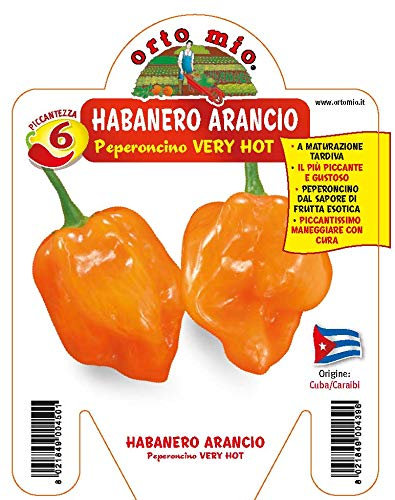 3 plantes en pot Ø10 cm de poivron épicé HABANERO ORTHOMIO ORTOMIO