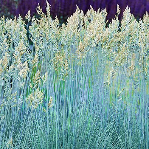 GardenersDream Festuca Glauca Intense Blue Plant - Outdoor Garden Ready Grass Plant - Colourful Decorative Grass - Evergreen Ornamental Plants for Gardens (20-30cm incl. 9cm Pot)