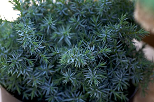Chinesischer Wacholder Juniperus chinensis Blue Alps 20-30 cm winterhart | Blau-grüne Nadeln, kompakter Wuchs, sonnig bis halbschattig, schnittverträglich, ideal für Bodendecker und Vorgarten