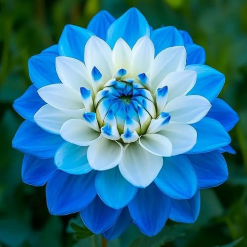 Dalias Rizomas.Hojas altas y grandes. Tolera el frío. ideal para embellecer el paisaje. （NVNJHJN）.-2 Rizomas-F