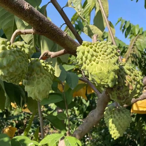 semillas de (Anona squamosa) jardín perennes chirimoya inusual semillas 250pcs