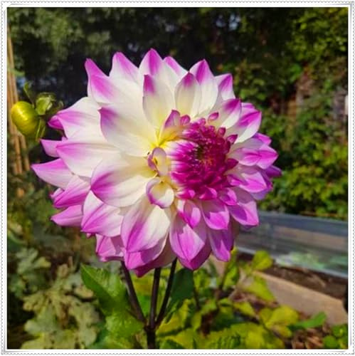 Hermosas Dalias, bulbos resistentes, perennes, románticas, regalos, decoraciones de interiores, jardines.-6 bulbo-C