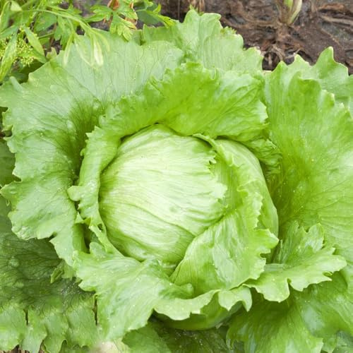 semi di lattuga iceberg, resistenti per il giardino di lattuga di aiuole rialzate per giardino di antichi resistenti 200pcs