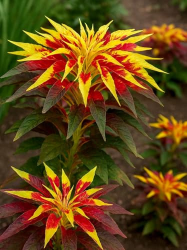 Dreifarbiger Fuchsschwanz – Gemüse-Amaranth – Amarant – 100 Samen | Buntes Blattgemüse mit herbsüßem Geschmack für Küche und Ziergarten