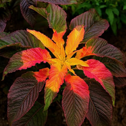 Gemüse-Amaranth – Fuchsschwanz Early Splendor – 100 Samen | Amaranthus tricolor | Farbintensives Blattgemüse & Zierpflanze