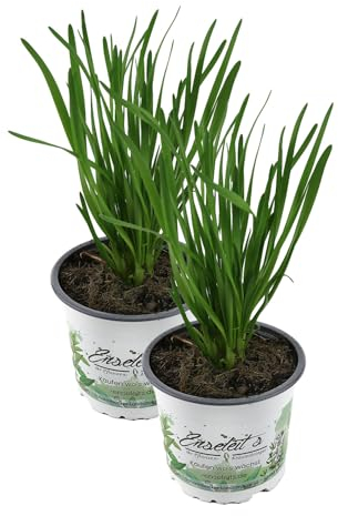 2er Set Schnittknoblauch,Allium tuberosum, Frische Kräuter Pflanze