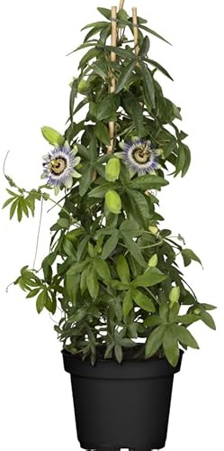 Planta Viva de Pasionaria Passiflora Natural en Maceta | Ideal para Climas Templados y Soleados
