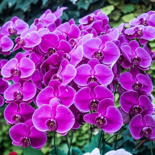 Semillas de orquídeas phalaenopsis - raras decoración jardín silvestres para exteriores resistentes 200pcs