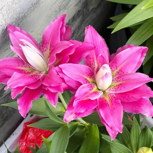 lilien - frühlingsblumen blumenzwiebeln frühblüher stauden winterhart mehrjährig winterharte kübelpflanzen herbstblumen winterhart winterharte 3zwiebeln