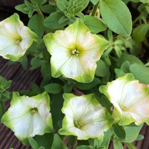 semi di petunia - tappezzante resistente e selvatici a primaverile giardino roccioso amanti dell'ombra 125pcs
