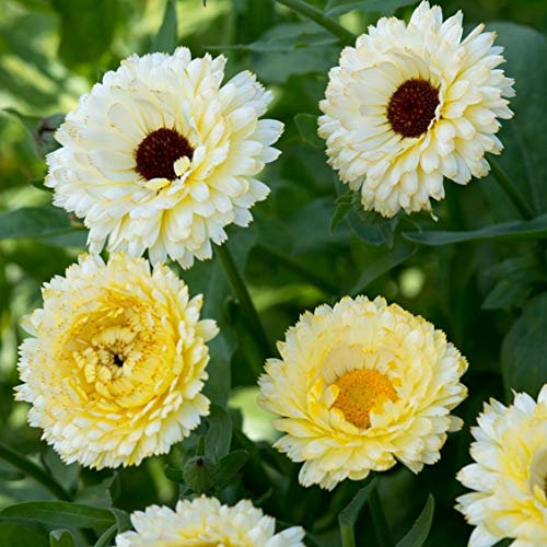 25 Calendula Officinalis Snow Princess Seeds - Cream White Pot Marigold - 25 Seeds
