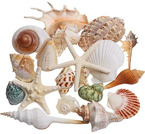 JQAQJU Sea Shells Mixed Beach Seashells 20 Kinds, 1.5-5.5 Various Sizes Large Ocean Shells Conch 2 Kinds Natural Starfish for Decorating Beach Theme Party Fish Tank Filling Home Decor Wedding