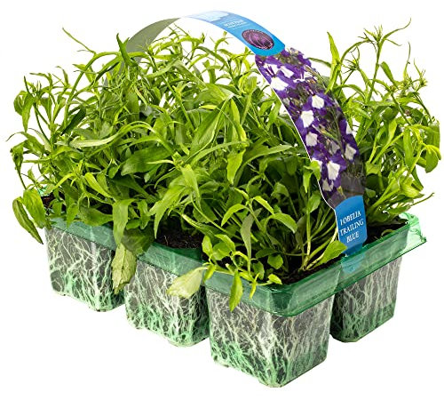 Lobelia Trailing Blue | Blue Trailing Outdoor Garden Annual Basket Plants | 6 Pack
