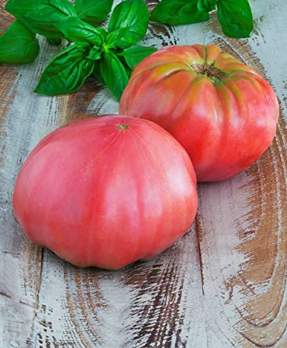 Buy4seeds Tomato Brandywine Pink - 30 Seeds Easy to Grow and Useful for Garden Yard Patio