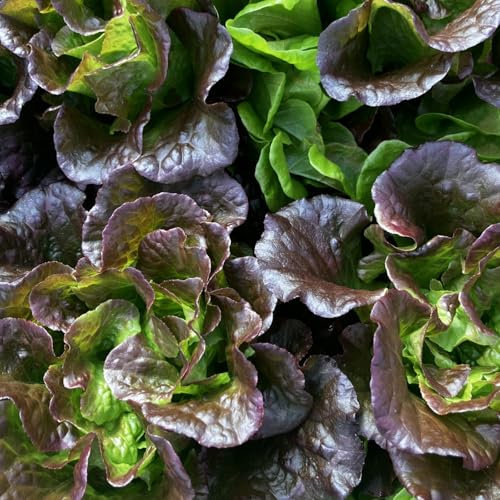 Las buenas semillas de lechuga aún pueden crecer después de ser recolectadas-400pcs-H