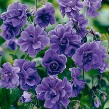 Saavyseeds Patriot Lavendel Geranio Semi - 55 conteggi