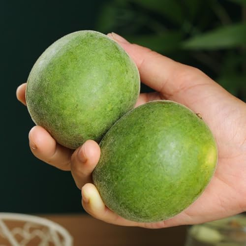 Semi di Siraitia Grosvenorii - da frutto prodotti sostenibili regali per giardinieri regali per gli amanti del giardino selvatiche semi di medicinali 8pcs