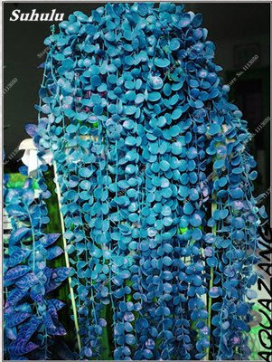Rare Colorful Flower Seed Evergreen Rattan Climbing Plant Easy Grow Outdoor Bonsai Hanging Basket Plant Most Popular 50 Pcs 5