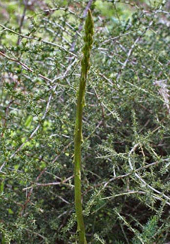 Portal Cool 100 Semi Asparagi Selvatici (Asparagus acutifolius)