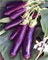 Auberginensamen, lange violette Auberginensamen, Bio, Nongmo, Samen