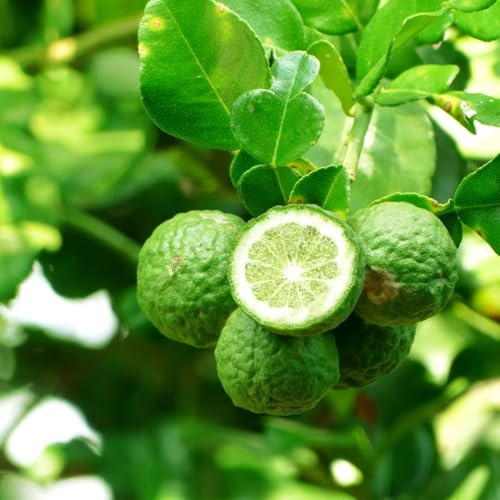 Bergamotto Citrus × bergamia pianta innestata in vaso ø20 cm Agrumi di Sicilia, Made in Italy, Vivaio di Castelletto