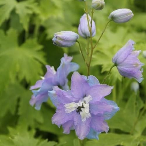 6x Pacific Rittersporn 'Camelliard' - Delphinium Pacific ‘Camelliard’ - Topf 9x9cm