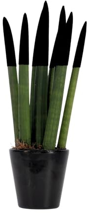 Plant in a Box - Sansevieria Cilíndrica - Velvet Touchz - Incluye Maceta Decorativa Negro - Altura 20-40cm - Maceta 9cm