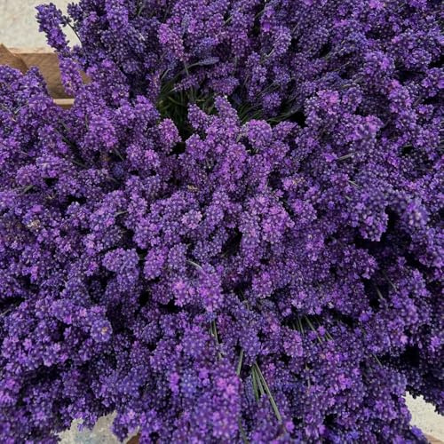 semi di lavanda biologici - giardino 250pcs