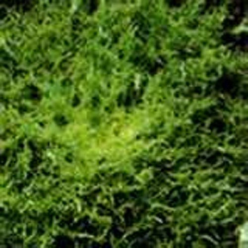 Endive- vert Curled- 200 graines