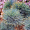 Semi di erba ornamentali Festuca ovinaSeed Confezione;Seeds Only