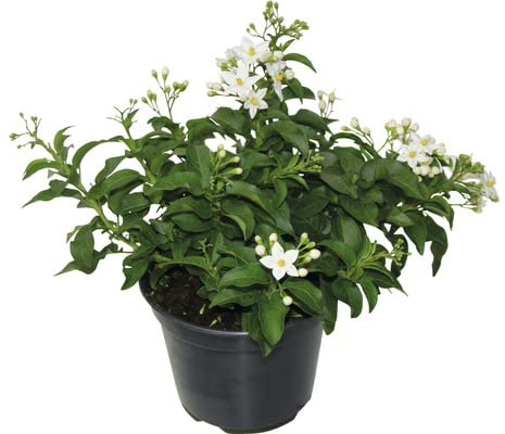 Solanum Jasminoide Planta Natural Arbustiva de Aromos Nocturno