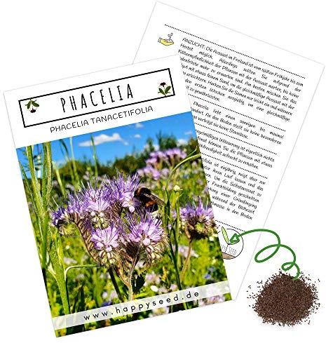 Phacelia Samen Bienenfreund (Phacelia tanacetifolia) als ideale Beimischung für eine bunte Bienenweide - Der Liebling für Bienen & Schmetterlinge