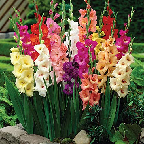 Gladiolus Large Flowers – Enchanting Blooms – Perennial – Summer Flowering Bulbs – for Your Beautiful Garden (10 x Gladiolus Large Flowering Mixed)