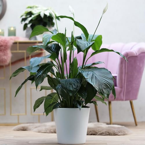 Einblatt weiß, Topf-Ø 21 cm, Höhe ca. 90 cm