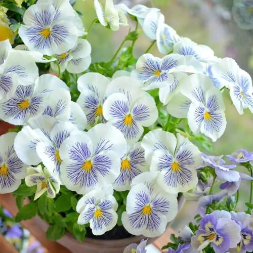 semi di viola del pensiero - giardino balcone resistenti rialzata biologici 85pcs