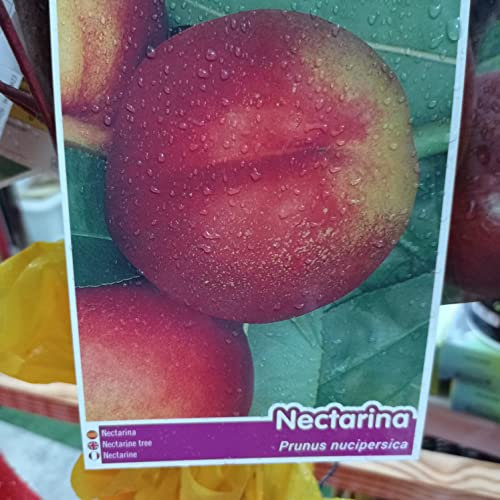 LA IBERICA NECTARINA Fruit Tree