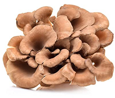 Hawlik Pilzbrut - BIO Maitake Pilzzuchtset - 2,5 kg vorbereitetes Pilzsubstrat mit Maitake-Myzel - Pilzzuchtset für Zuhause - Mushroom Grow Kit