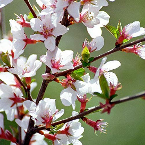 Prunus Tomentosa - Koreakirsche, Filzkirsche 25-30 cm Pflanzcontainer