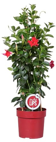 Bloomique - Mandevilla Sundaville - Chilenischer Jasmin - Rot - Gartenpflanzen - Höhe 70-90 cm - Topf 19 cm