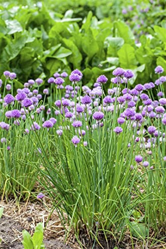 Allium schoenoprasum 9x9 cm Topf – Winterhart, Mehrjährig, Pflegeleicht – Schnittlauch – Kräuterpflanze für Beet & Topf
