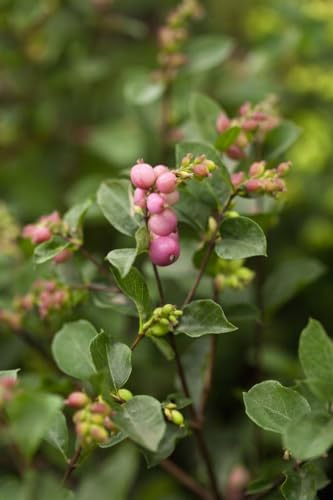 Symphoricarpos doorenbosii 'Magical Candy' 40–60 cm – Winterhart, Mehrjährig, Pflegeleicht – Schneebeere – Heckenpflanze für Garten & Sichtschutz