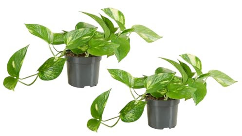 Bloomique - 2er Set - Scindapsus Aureum - Efeutute - Hängepflanze - Zimmerpflanzen - Kletterpflanzen für drinnen - Pflegeleicht - Luftreinigend - Höhe 10-20 cm - Topf 12 cm